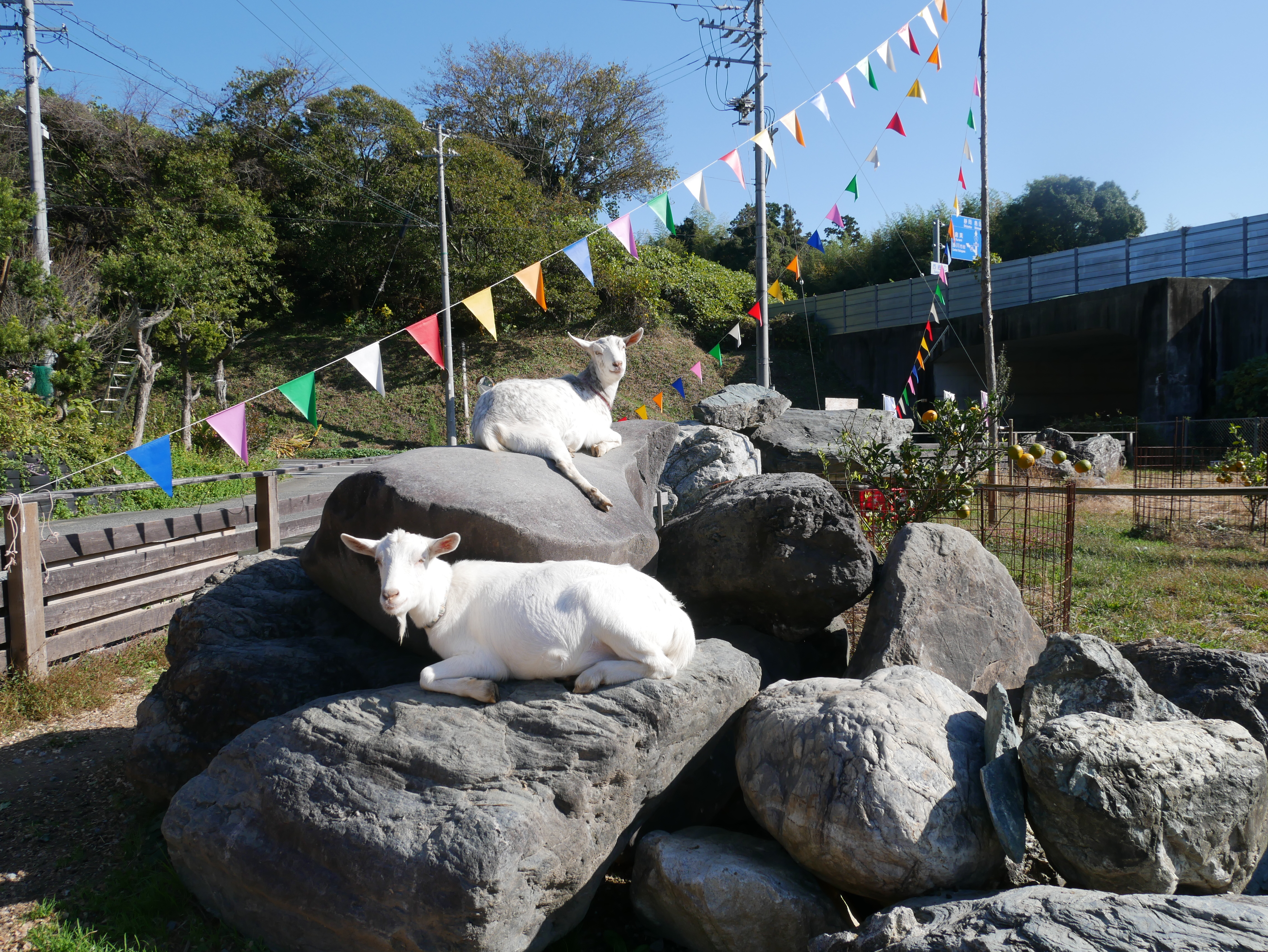 SAIGO FARM